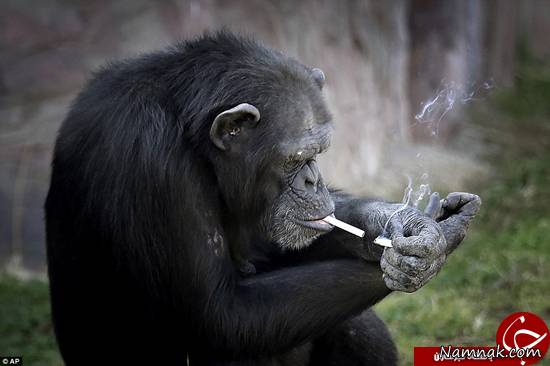 این میمون روزی یک پاکت سیگار می کشد! + تصاویر