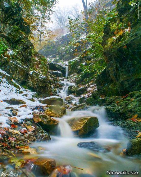 زیباترین جنگل رامسر را بشناسید+ تصاویر