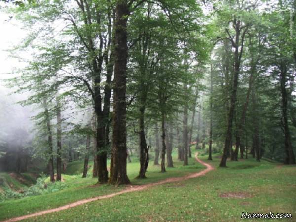زیباترین جنگل رامسر را بشناسید+ تصاویر