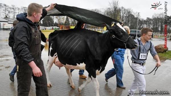 مسابقات انتخاب زیباترین گاو شیرده + تصاویر