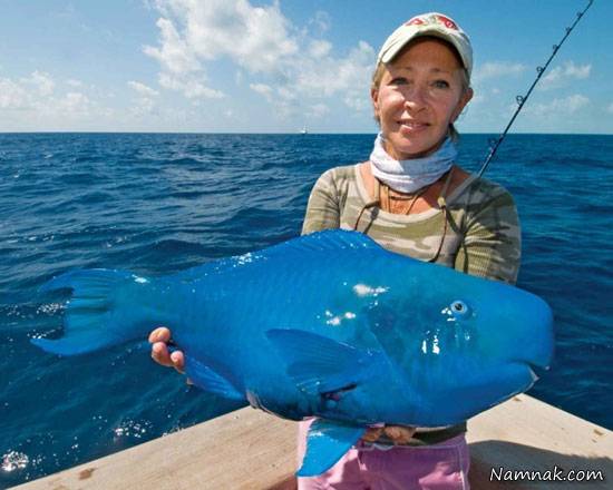 آشنایی با طوطی ماهی آبی رنگ + تصاویر