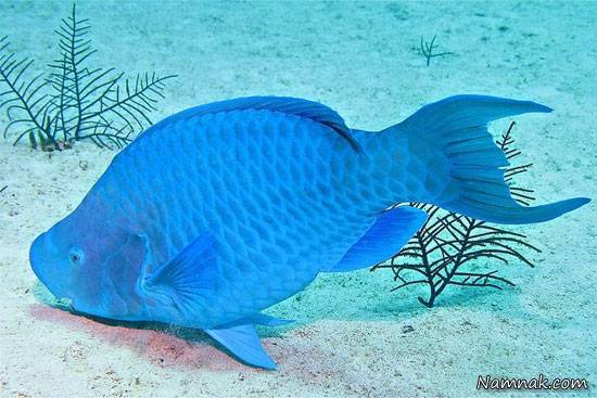 آشنایی با طوطی ماهی آبی رنگ + تصاویر