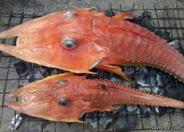 صید ماهی عجیب و غریب در سواحل استرالیا
