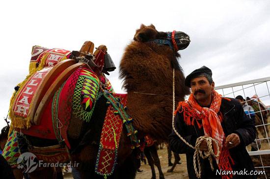 مسابقه شترهای کشتی گیر در ترکیه! + تصاویر