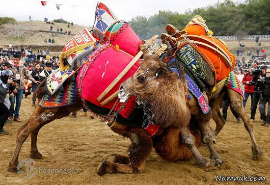 مسابقه شترهای کشتی گیر در ترکیه! + تصاویر