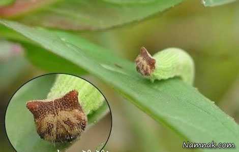 عجیب ترین حشرات دنیا! + تصاویر