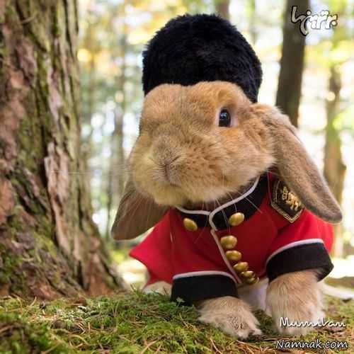 خوشتیپ ترین خرگوش جهان در توکیو! + تصاویر