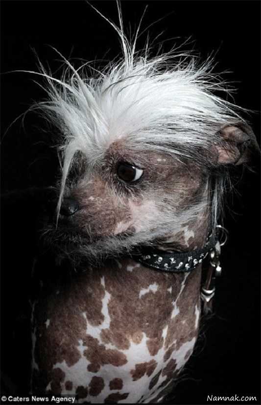 جشنواره زشت ترین سگ دنیا + تصاویر