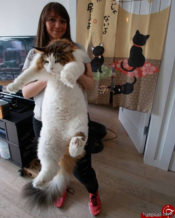 بزرگترین گربه جهان با وزن 13 کیلو گرم! + تصاویر
