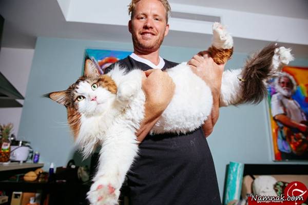 بزرگترین گربه جهان با وزن 13 کیلو گرم! + تصاویر