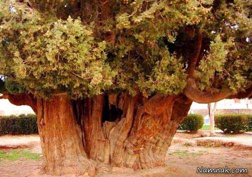 درخت سروی که پسر نوح در یزد کاشت! + تصاویر