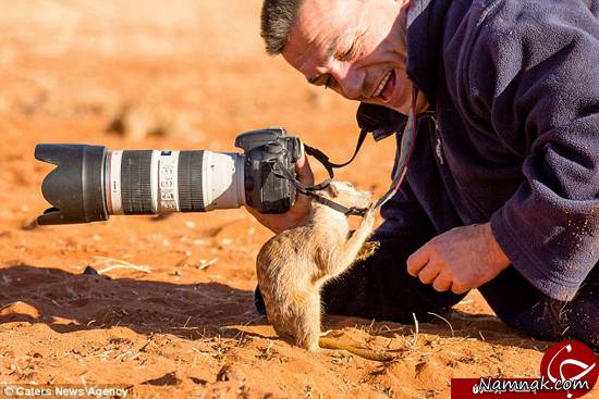 گاز گرفتن انگشت عکاس توسط حیوان دم عصایی! + تصاویر