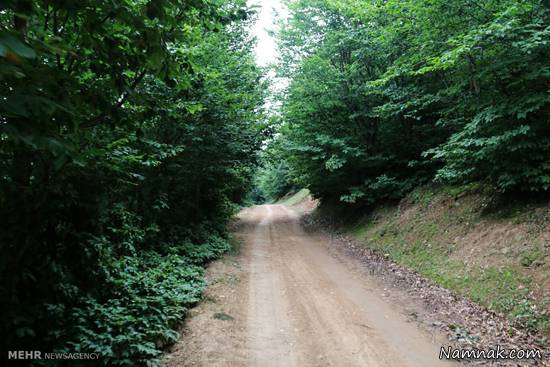 جنگل زیبای جاده خلخال به اسالم + تصاویر