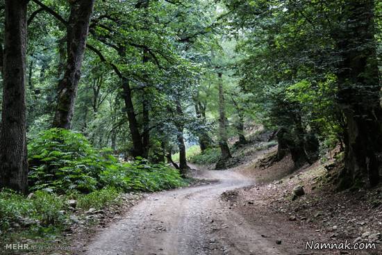 جنگل زیبای جاده خلخال به اسالم + تصاویر