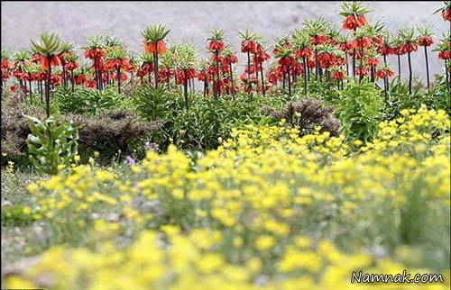 روستای دره بید اصفهان مملو از لاله های واژگون + تصویر