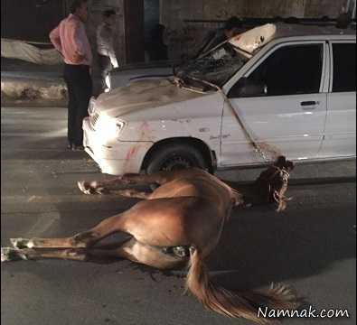 برخورد شدید پراید با اسب در بوشهر! + عکس