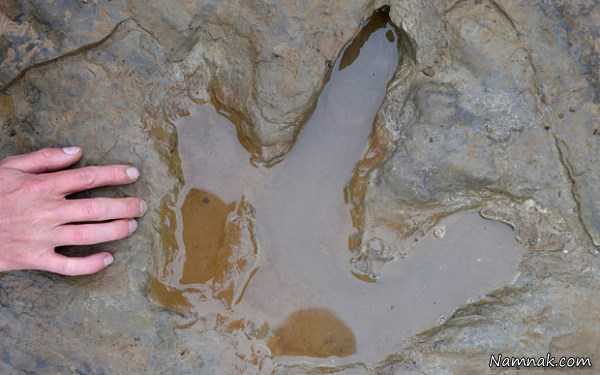 کشف ردپای دایناسور 140 میلیون ساله + تصاویر