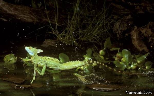 حیوانات شگفت انگیز در جنگل های حاره ای آمازون +عکس