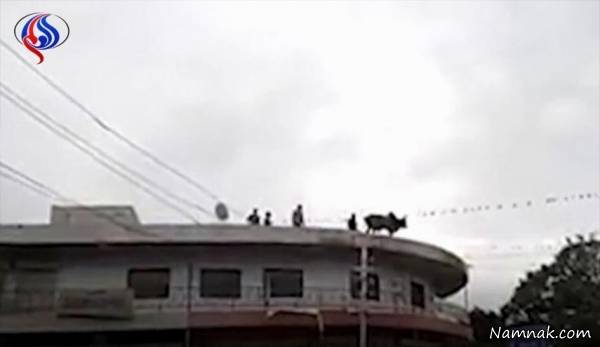 خودکشی گاو افسرده از بالای ساختمانی در هند+عکس