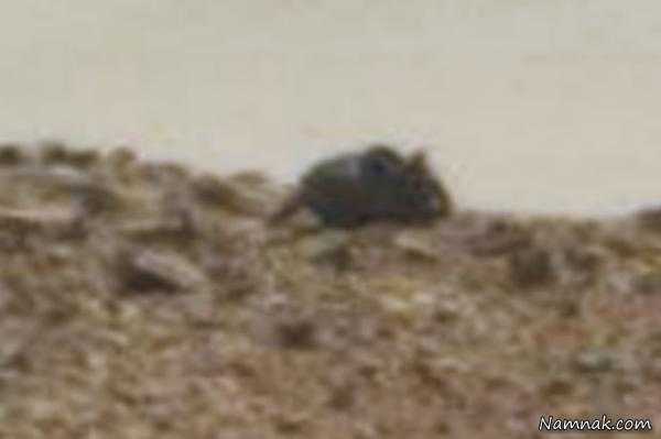 کشف موش عظیم الجثه در کره مریخ! + تصاویر