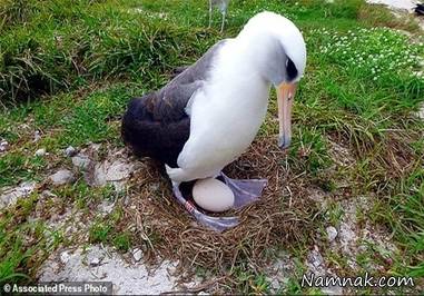 تخمگذاری پیرترین پرنده دنیا در 66 سالگی + تصاویر