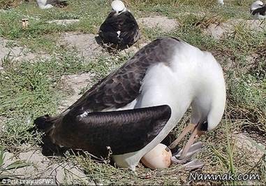 تخمگذاری پیرترین پرنده دنیا در 66 سالگی + تصاویر