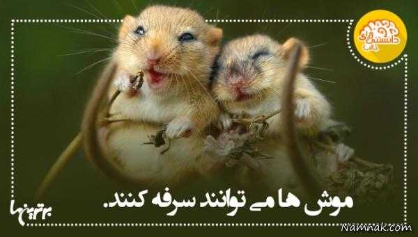 دانستنی های جالب درباره باورهای غلط - سری 4