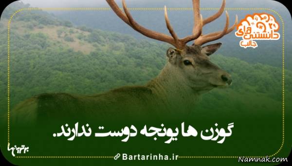 “دانستنی ها”ی بسیار جالب