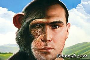 شامپانزه یا کودک انسان کدام باهوش تر است؟