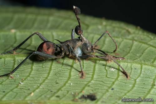 خون آشام ها و مورچه های زامبی در دنیای واقعی