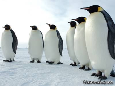 چرا پنگوئن ها در سرما یخ نمی زنند ؟