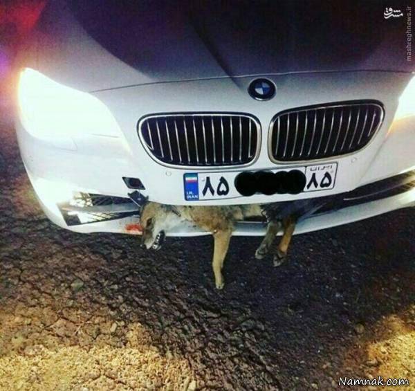 تصادف شدید و عجیب BMW با روباه در ایران! + عکس