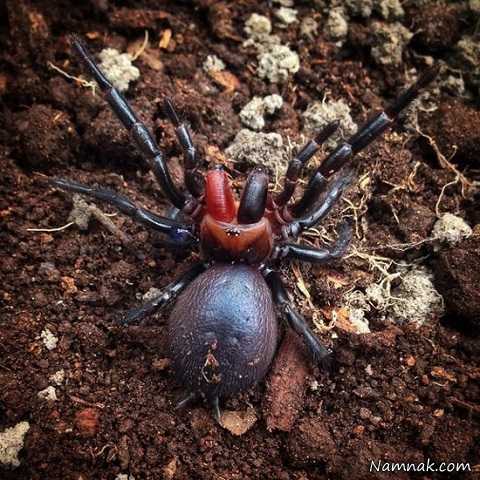 عنکبوت قیفی دندان قرمز در استرالیا! + عکس