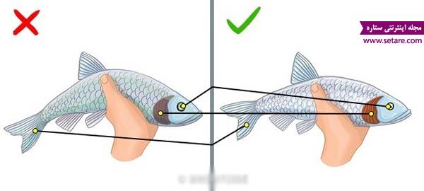 	چگونه یک ماهی تازه و سالم انتخاب کنیم؟ | وب 