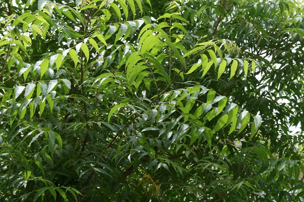 	درمان اگزما پوستی بوسیله درخت همیشه سبز گرمسیری (Neem)