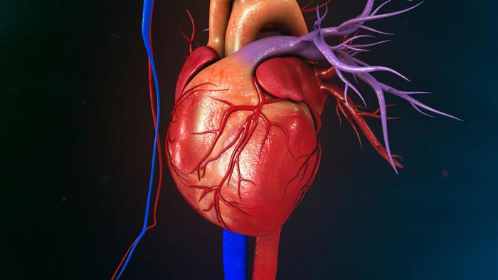 	گرفتگی قلب یا گرفتگی رگ قلب چیست و چگونه درمان می شود؟