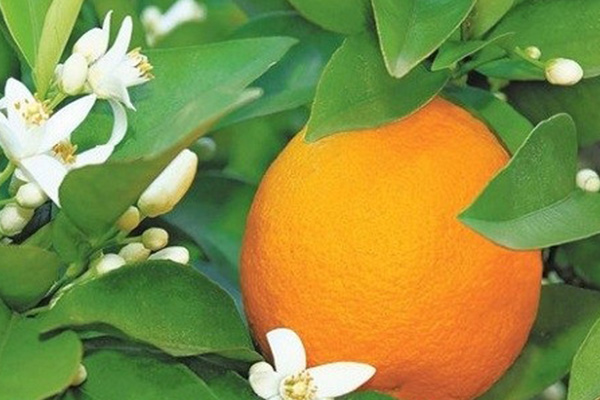 خواص آب نارنج در طب سنتی