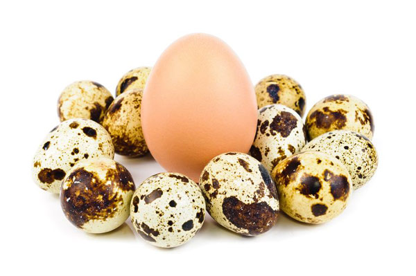 خواص تخم کبک و ارزش غذایی شگفت انگیز آن | وب 
