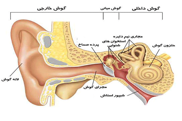 	عفونت گوش داخلی و احساس سرگیجه | وب 