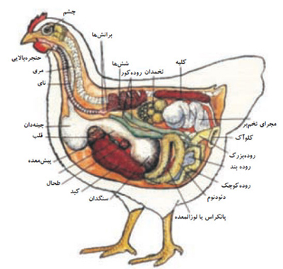 ستارگان مجازی (سه‌شنبه ۱۷ بهمن ۹۶) | وب 