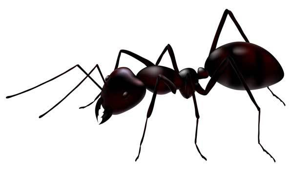 تعبیر خواب مورچه - مفهوم دیدن مورچه زیاد در خواب چیست؟ | وب 