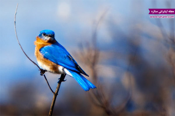 	تست روانشناسی جالب پرنده آبی (شناخت احساسات)