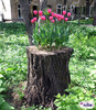 	کاشتن گل و گیاه در تنه درختان + عکس | وب 
