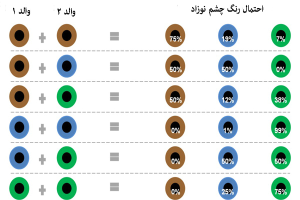 	چه عواملی رنگ چشم نوزاد شما را تعیین می کند؟ | وب 