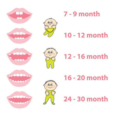 ترتیب رویش دندان نوزاد چگونه است؟