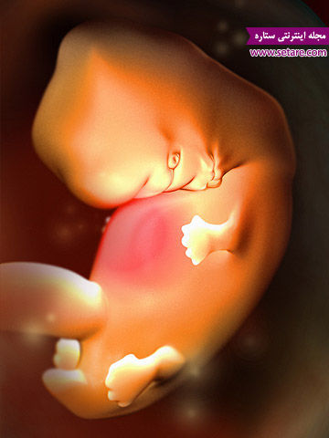 	هفته هفتم بارداری - انجام اولین سونوگرافی بارداری | وب 