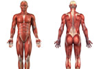 	حرکت ورزشی عضلات پشت ران (Hamstrings) - بدنسازی