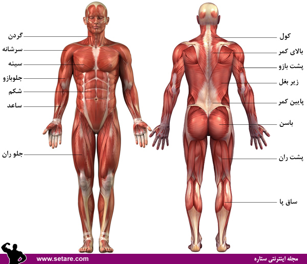 	آموزش حرکات بدنسازی با تصاویر متحرک - نقشه عضلات بدن | وب 