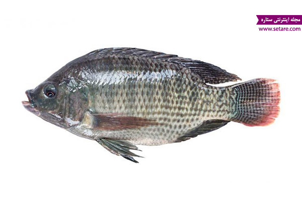 	خواص ماهی تیلاپیا چیست؟ (آشنایی با خواص و مضرات ماهی تیلاپیا)
