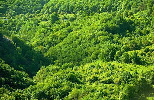 	آشنایی با جنگل های ارسباران در ایران | وب 